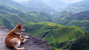 brown dog, dog, nature, landscape, terraces HD wallpaper