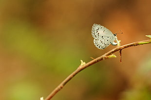 close-up photography of white butterfly on brown twig
