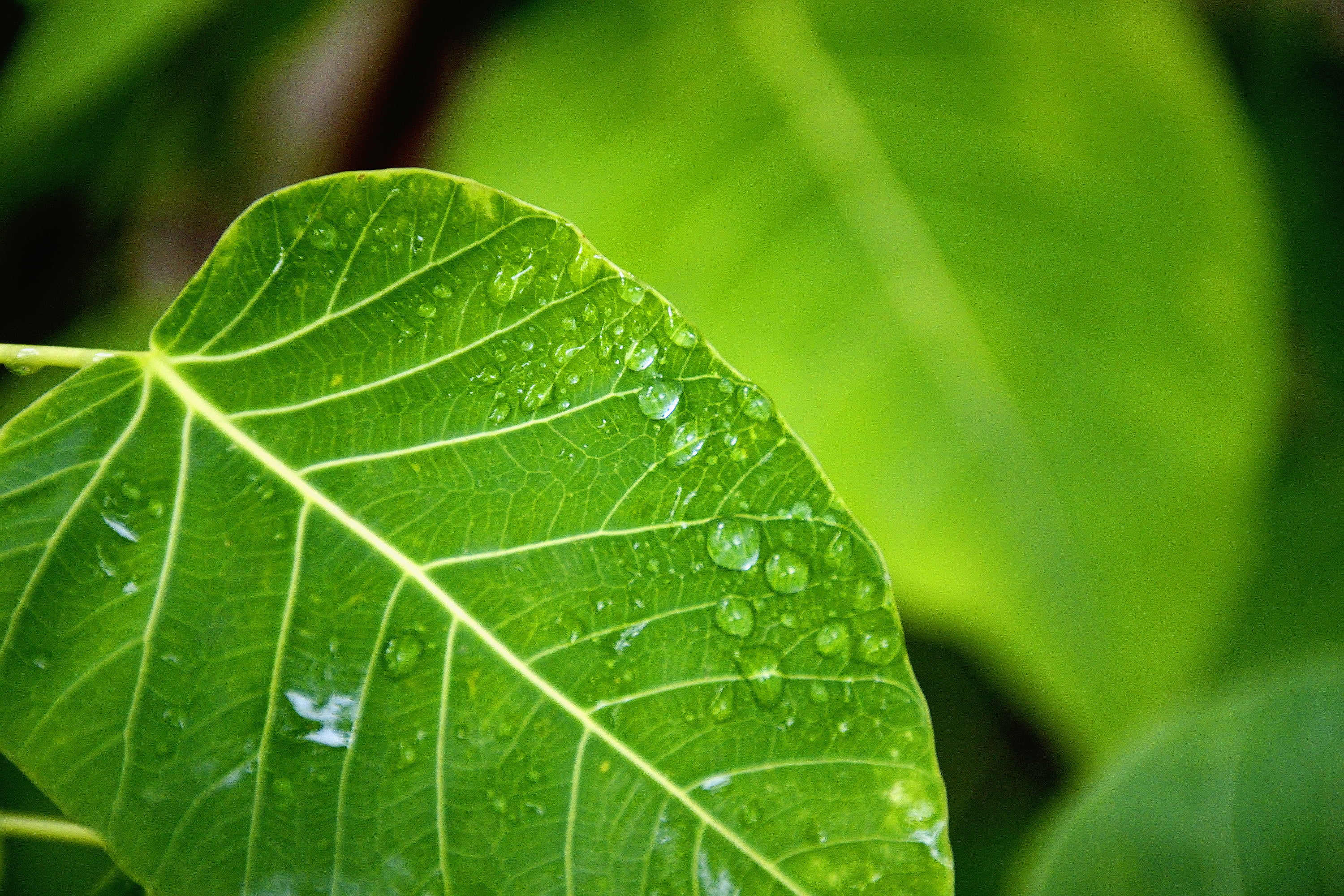 Selective Focus Photography of Water Drop on Green Leaf HD wallpaper.