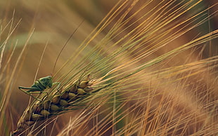 green grasshopper, nature, wheat, plants, insect