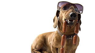tan smooth Dachshund wearing sunglasses while biting sausages