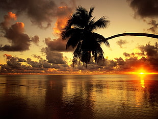 coconut tree and sea, sunset, nature, palm trees, sunlight