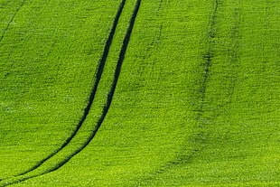 green grass field during daytime HD wallpaper
