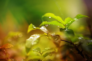 green leaf plant with water drop HD wallpaper