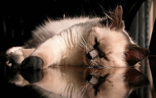 Persian cat sleeping on surface