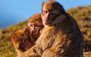 three brown-colored monkeys