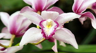 white-and-purple Orchid flower