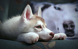 white and copper Siberian Husky puppy prone lying on floor