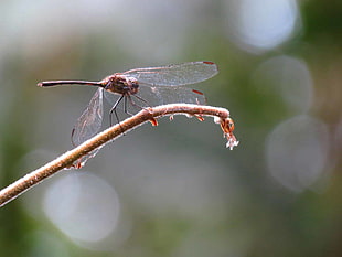 selective focus photography of brown skimmer perching on branch