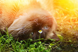 siamese cat on top of green grasses
