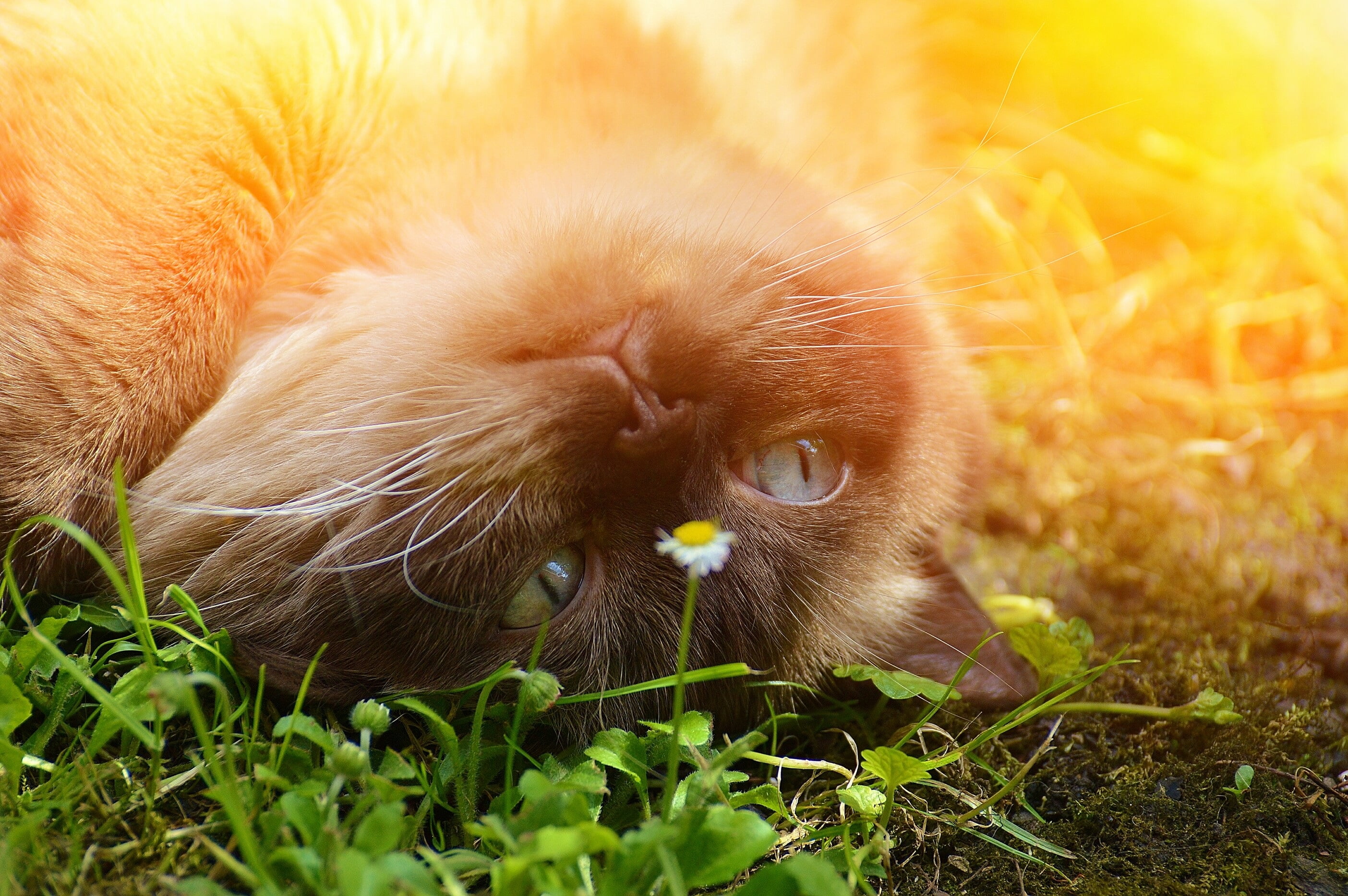 siamese cat on top of green grasses