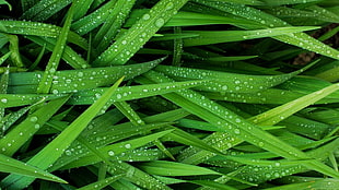 green leafed plant, grass, green, water, water drops