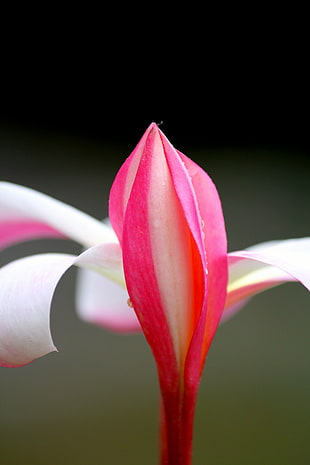 closeup photo of white and pink Lily flower
