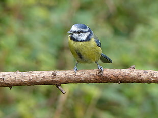 yellow and grey small bird perched on three branch, blue tit
