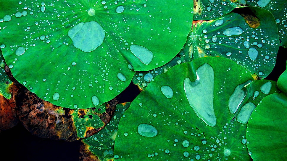 green leaves, nature, macro, closeup, leaves HD wallpaper