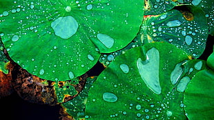 green leaves, nature, macro, closeup, leaves
