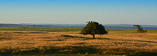 green tree on withered open field at day time, rocha, uruguay HD wallpaper