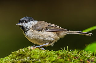 close-up photography of brown and black bird, marsh tit HD wallpaper