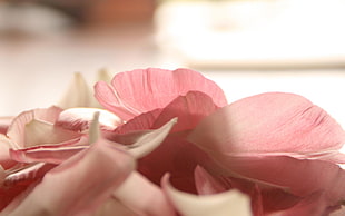 close up photo of pink flower petals