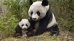 white-and-black Pandas, animals, panda HD wallpaper