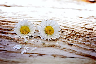 two white-and-yellow flowers on concrete surface