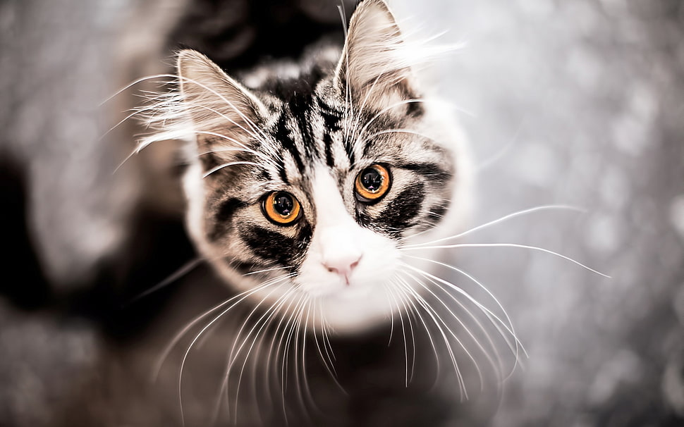 shallow focus of white and gray cat HD wallpaper