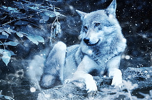wolf grayscale photo