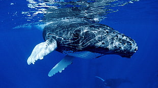 black whale, whale, humpback whale, animals