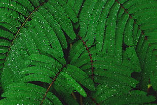 green leafed plants, Plant, Drops, Leaves HD wallpaper