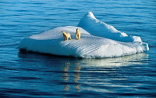 two Polar Bears in the middle of iceberg