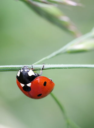 shallow focus of red and black bug HD wallpaper