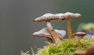 brown and white mushrooms HD wallpaper