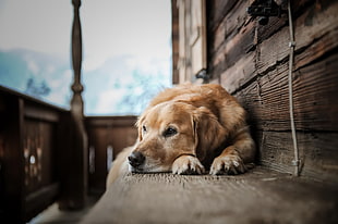 adult golden retriever, dog, animals HD wallpaper