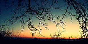 silhouette of forest photo