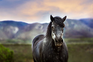 gray Horse in selective focus photography