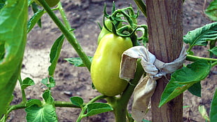 green tomatoes near brown wooden stick