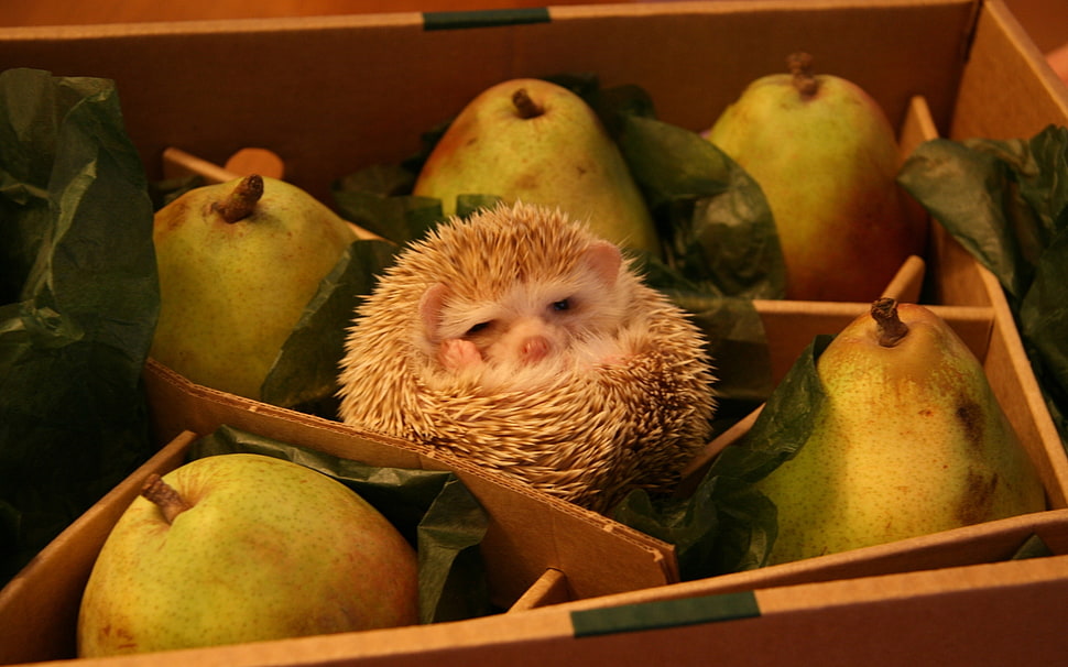 hedgehog on fruit HD wallpaper