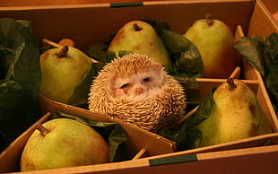 hedgehog on fruit HD wallpaper