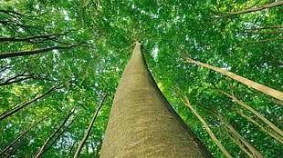 tree trunk, trees HD wallpaper