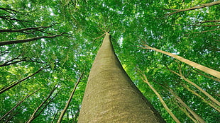 tree trunk, trees