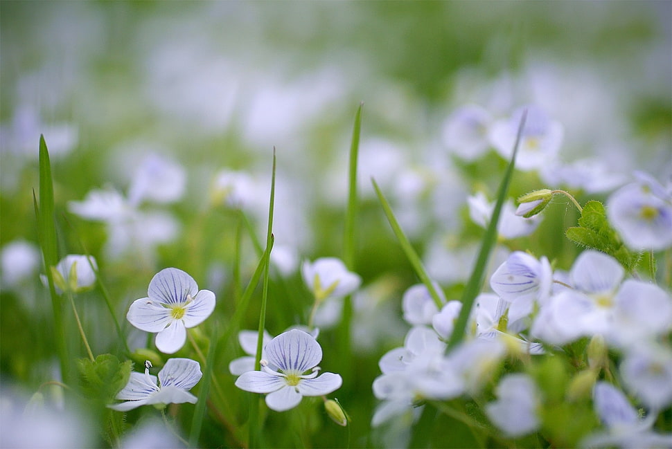 white flower HD wallpaper