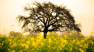 tree in the midst of yellow rapeseed field at daytime