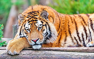 selective focus photo of a tiger laying on wooden surface