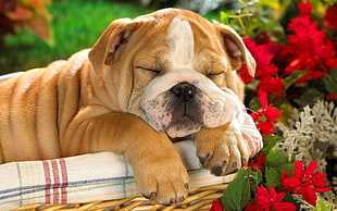 white and tan American Bulldog puppy sleeping on basket