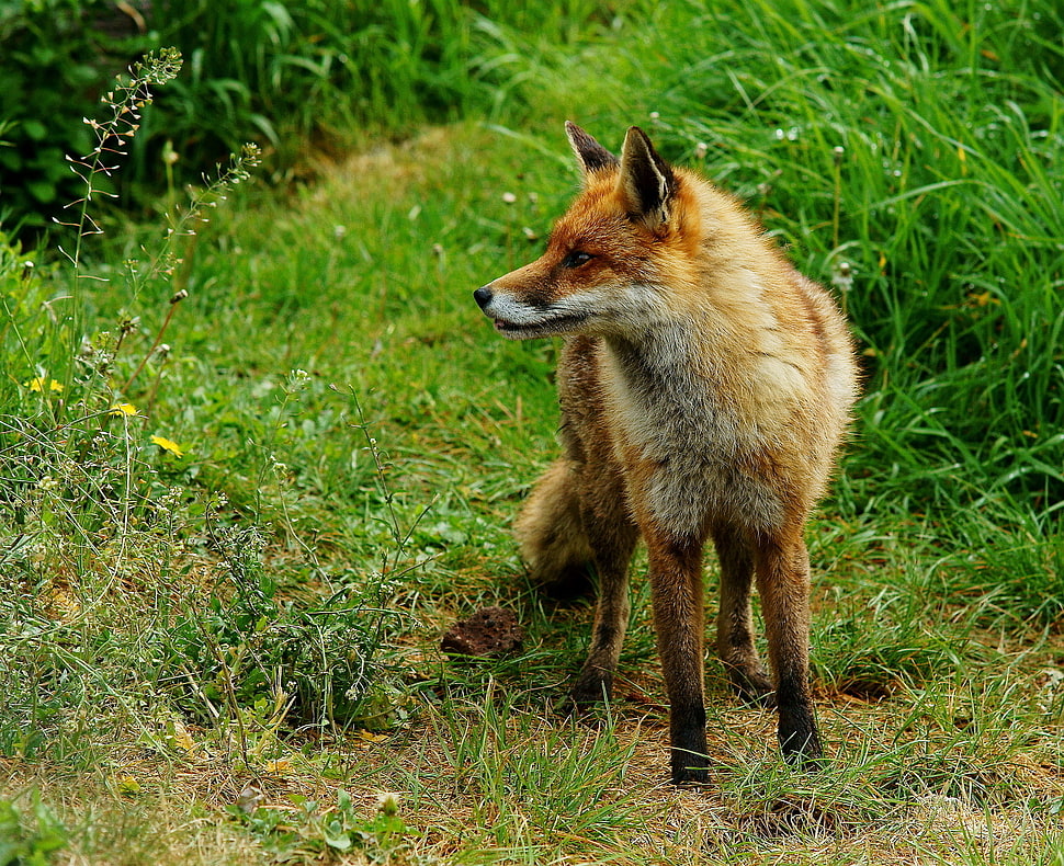 red fox on green grass HD wallpaper