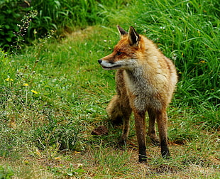 red fox on green grass HD wallpaper