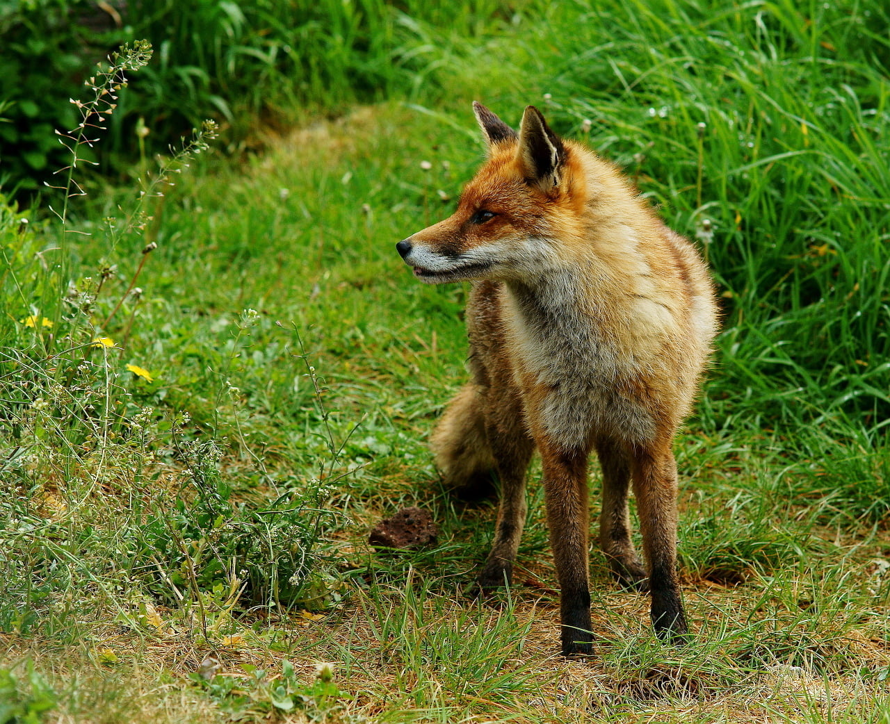 red fox on green grass