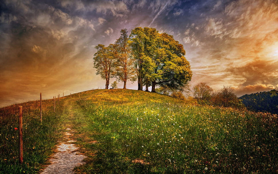 green tree, field HD wallpaper