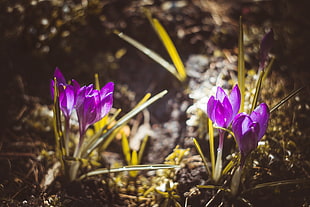 selective focus photography of purple flowers, nature, flowers, Latvia, plants HD wallpaper