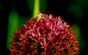 shallow focus photography of bee on pink flower